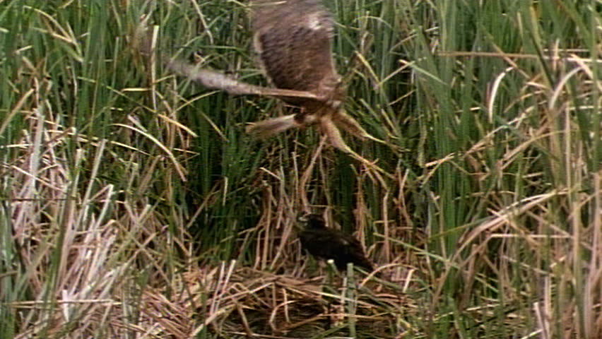 Australasian Harrier fledgling consuming its dead sibling in the nest, brood reduction 