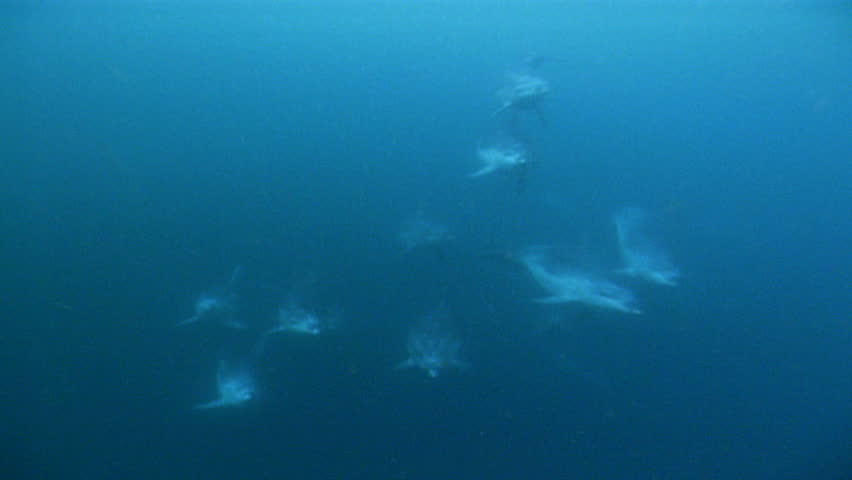 Underwater bottle nose dolphins
