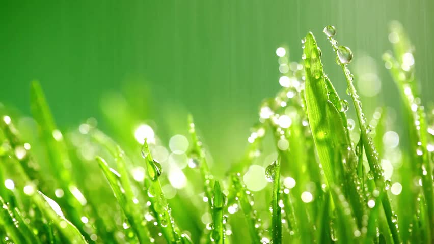 purity rain 