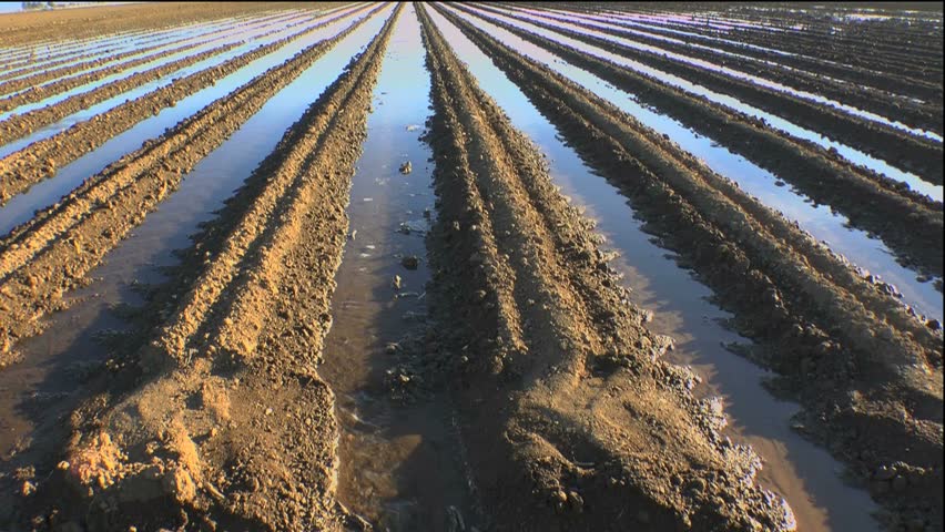 Agricultural farm irrigation ditches flow with water that soaks, nourishes rich rows of soil. 1080p