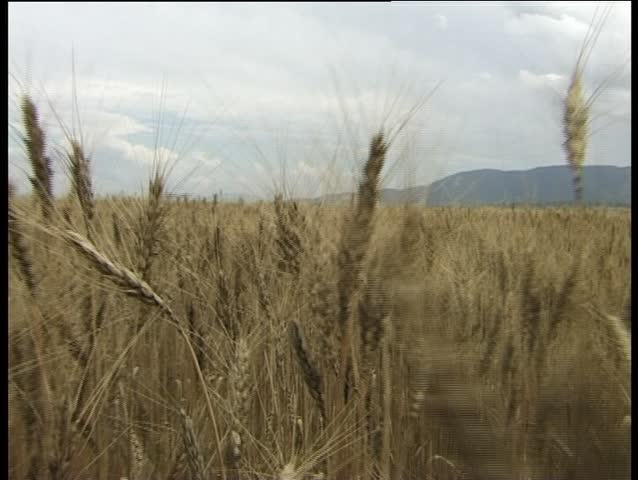 Wheat field low angle