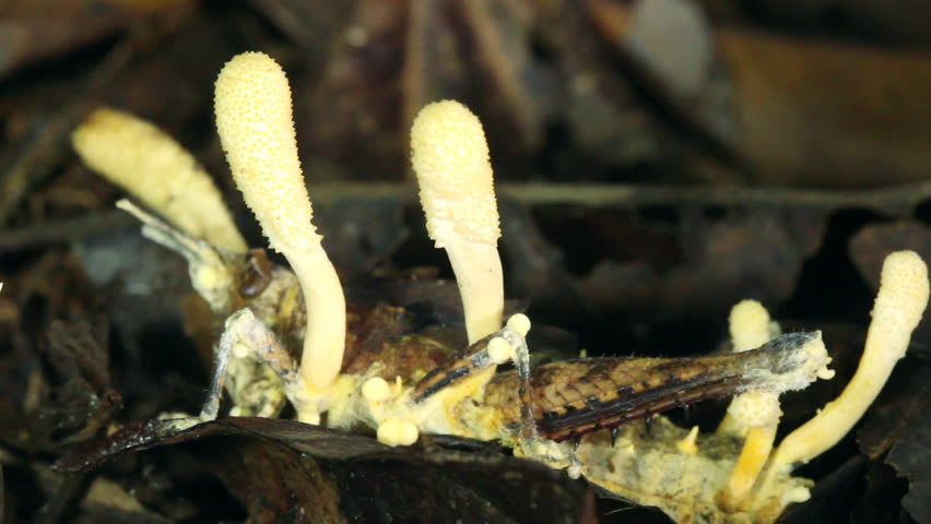 Cordyceps fungus infecting a grasshopper on the rainforest floor, Ecuador