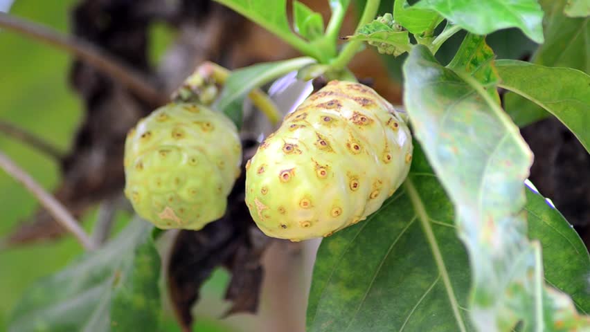 Noni fruit on tree 