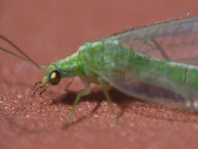 Lacewing close-up.