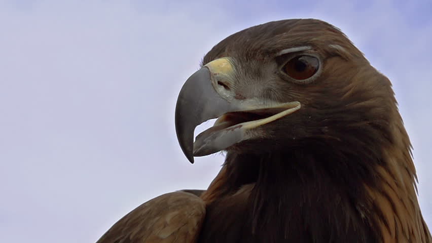 Saker Falcon Head. Slow Motion at a rate of 480 fps. Saker falcon screams. Head close-up 