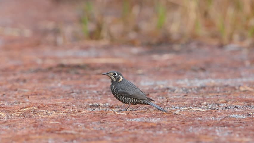 Chestnut-bellied Rock-thrush (female)