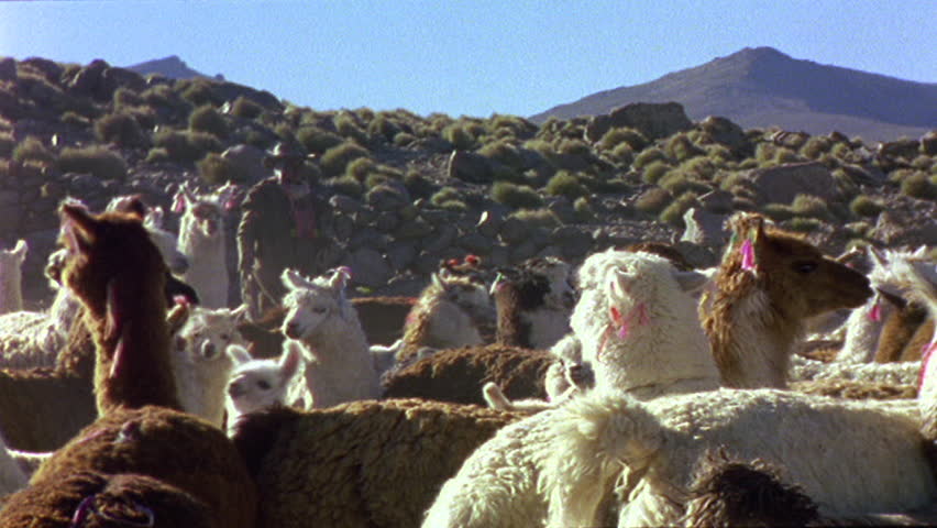 Alpaca herder in Chile