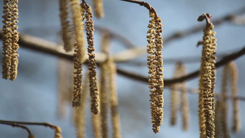 Birch Tree Catkin or seed pods sway gently in an early Spring breeze