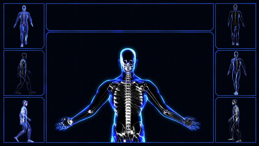 Human skeleton