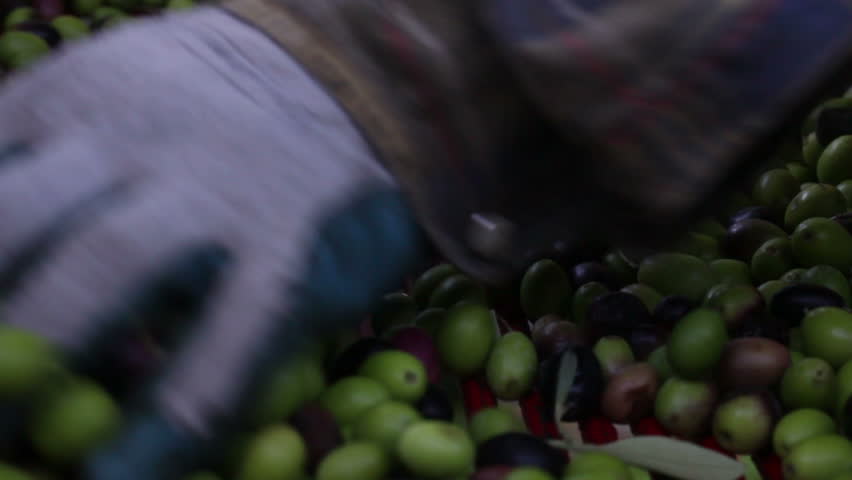 Olives harvesting in a field in Italy - Fresh olives, just picked