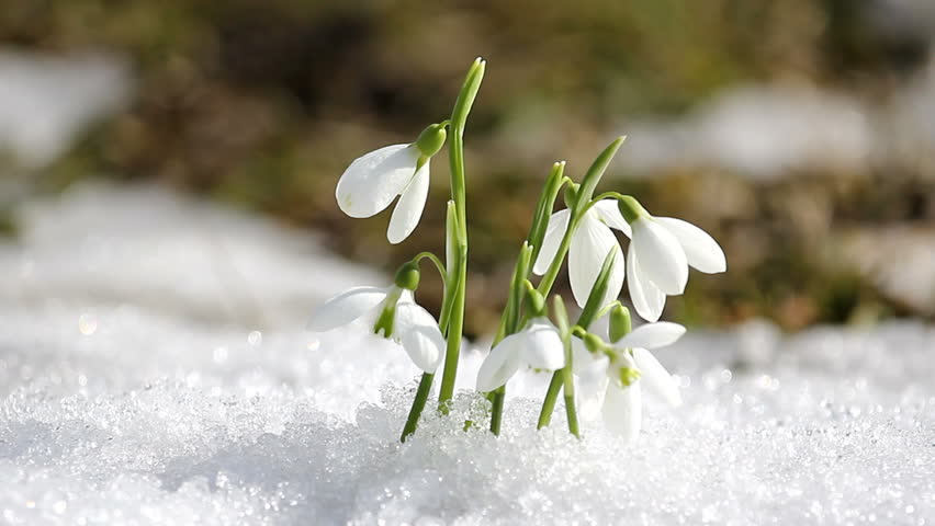 Snowdrops in the snow