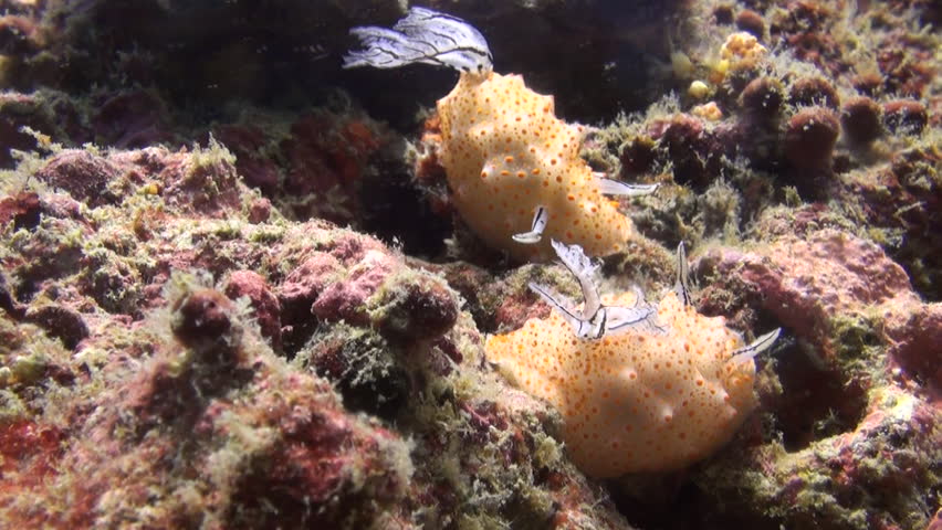 Rare shot of nudibranch mating, including penetration, Clip 3 of 5