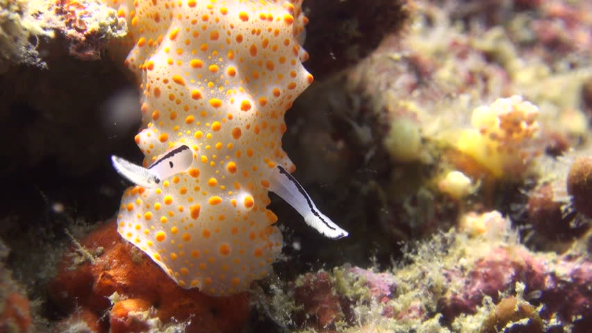 Rare shot of nudibranch mating, including penetration, Clip 2 of 5