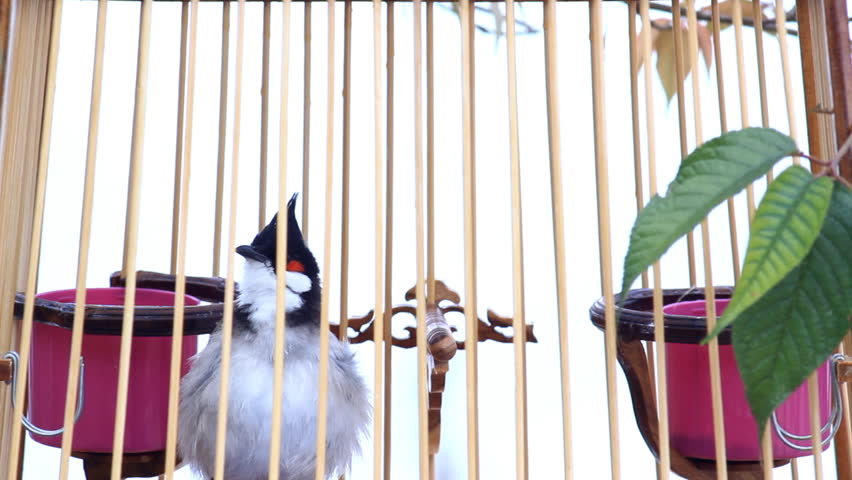 Red-whiskered Bulbul in the birdcage