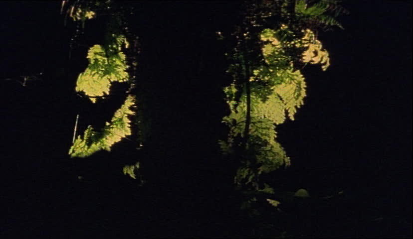 Closeup of darkened fern trees
