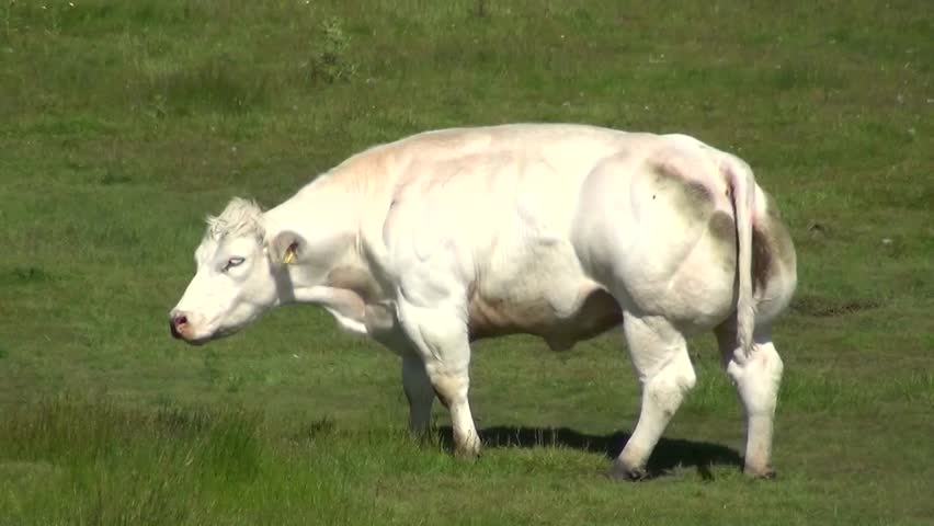Cattle breed