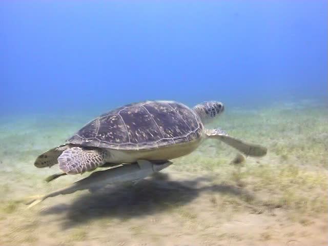Amazing Red Sea Turtle eating and swimming in the Red Sea