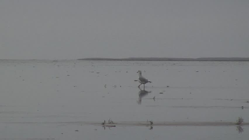 Seagull in Watts