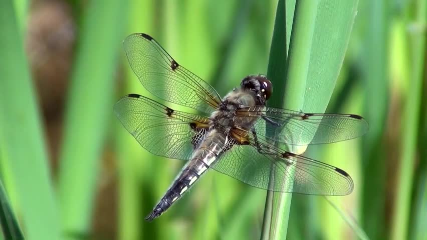 Four spot dragonfly