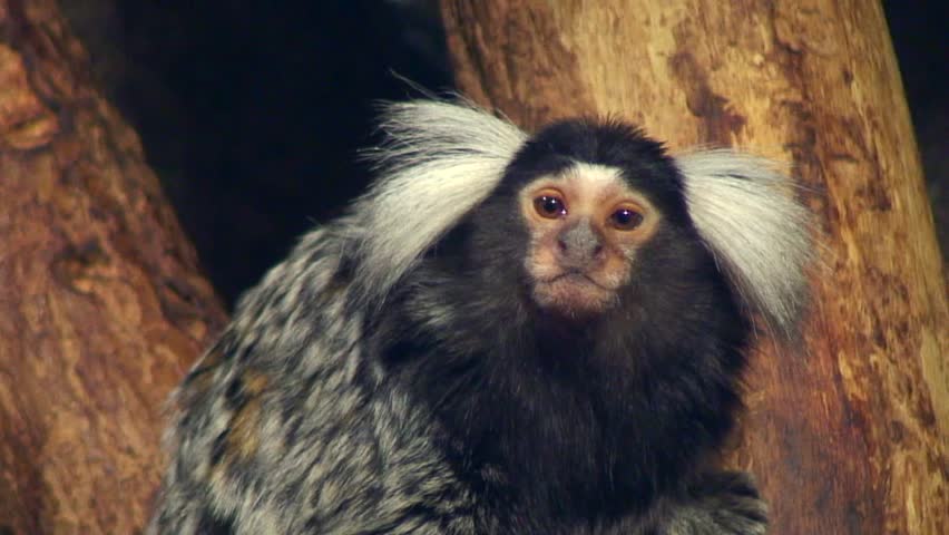 Coral monkey