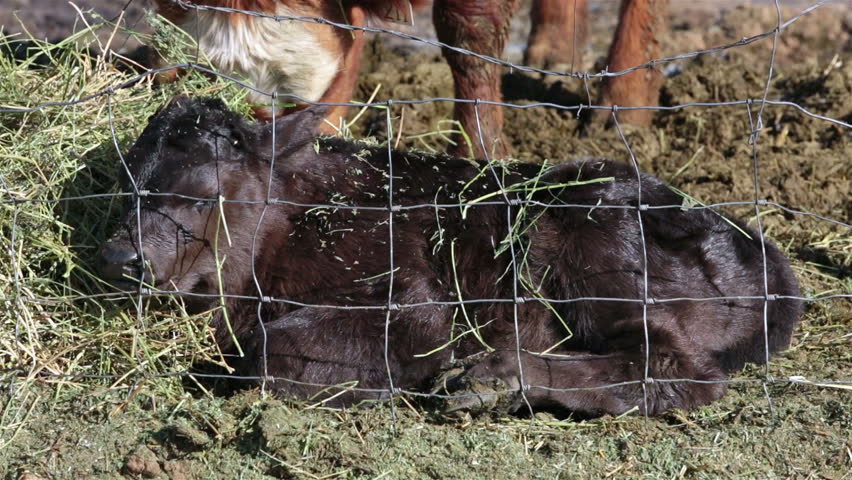 Newborn bull calf lays near mother cow farm ranch. Farm ranch with newborn calf and cows eating hay during winter. Black Angus mixed breed cattle. Gentleman ranching operation for self sufficiency. 