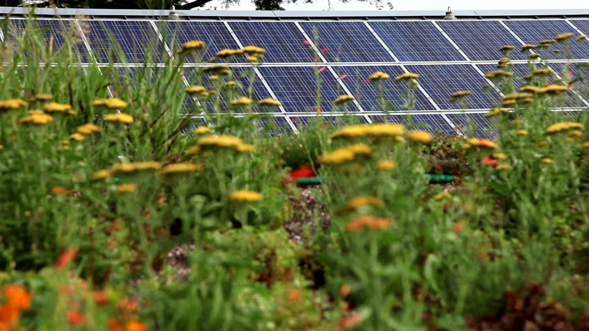 Flowers and greenhouse