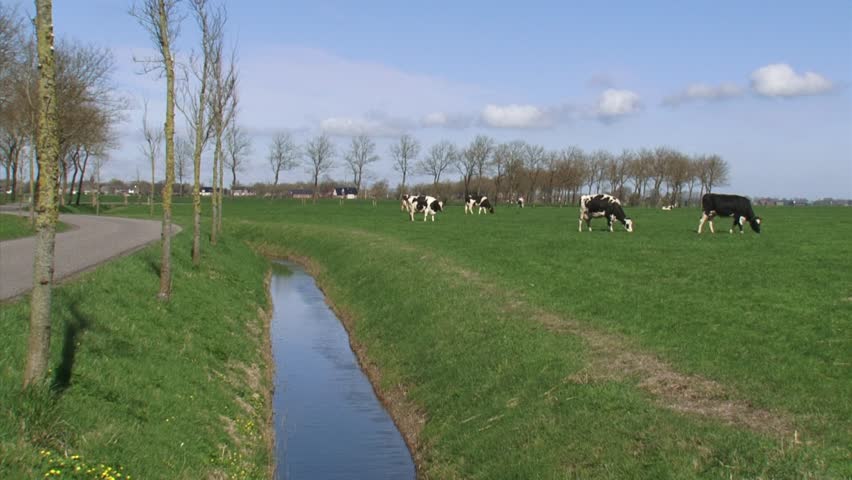 Holstein-Friesian dairy cattle graze in Dutch polder landscape at Niehove, province of Groningen, road + ditch.