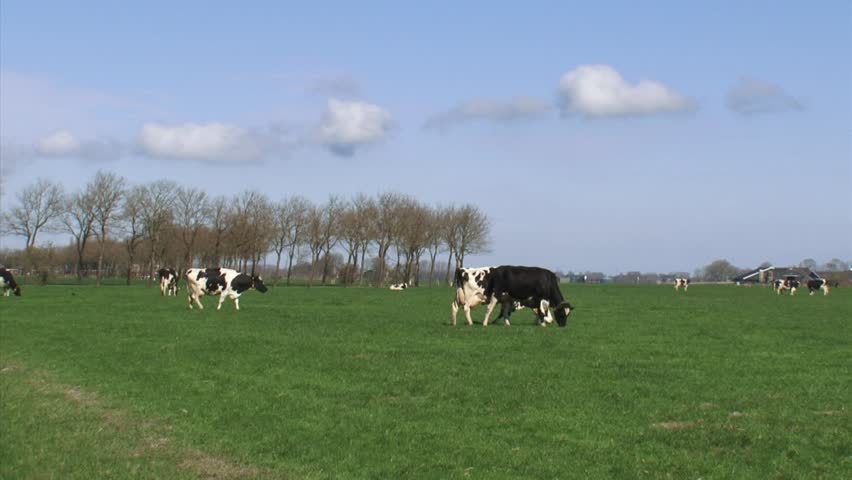 Black Holstein-Friesian dairy cattle graze in Dutch polder landscape at Niehove, province of Groningen, ranch at horizon.