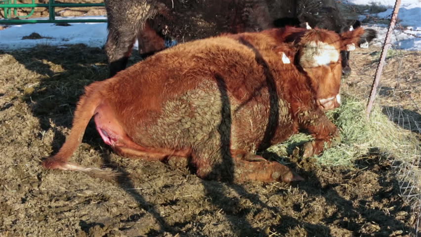 Cow laying on ground before giving birth to calf labor. Farm ranch with newborn calf and cows eating hay during winter. Black Angus mixed breed cattle. Gentleman ranching operation for self sufficiency. 
