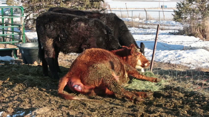 Cow in pain befor birth labor of new calf farm ranch. Farm ranch with newborn calf and cows eating hay during winter. Black Angus mixed breed cattle. Gentleman ranching operation self sufficiency.