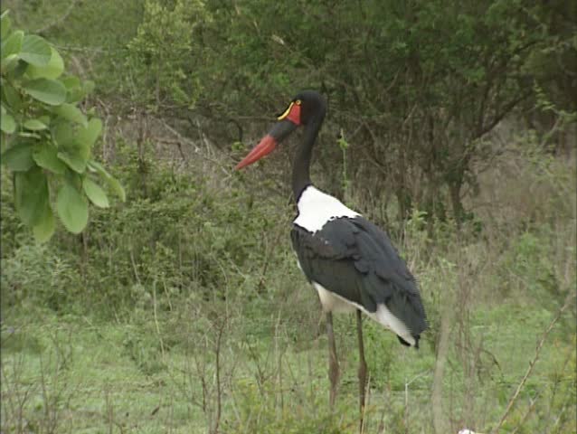 Saddle-billed Stork in Kruger park, South Africa.