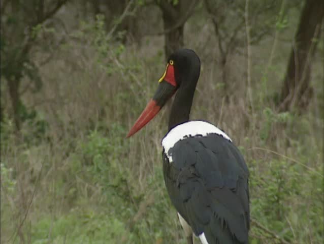 Saddle-billed Stork, Ephippiorhynchus senegalensis, in Kruger National Park, South Africa.