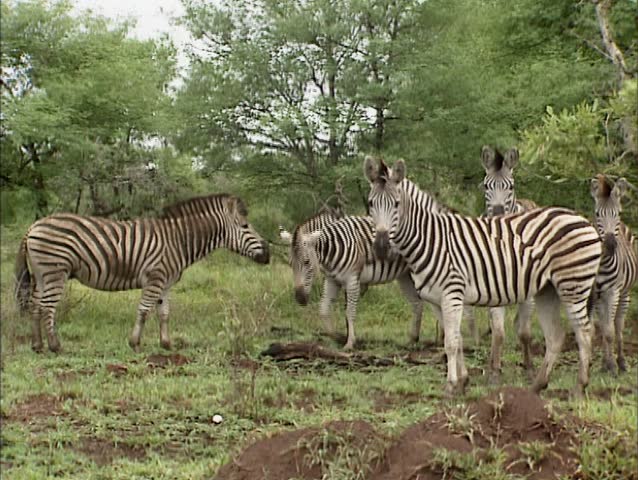 Herd of Burchell's Zebra (Equus quagga burchellii) or Bontsebra in Kruger National park, South Africa. Although they all look alike no zebra is the same, each zebra has a unique pattern.
