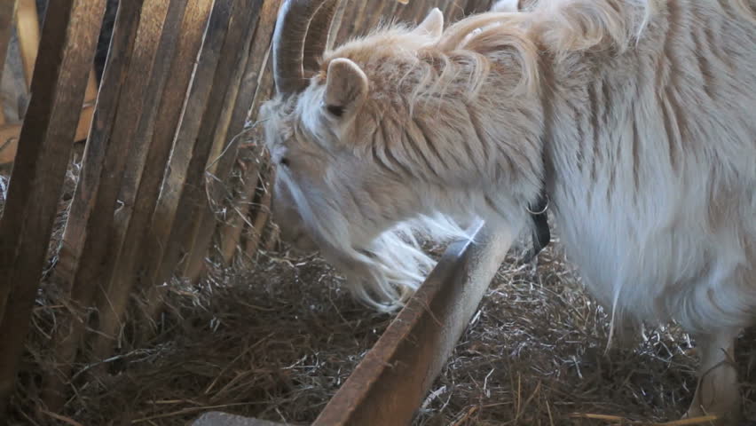 Goat eating from a hay rack
