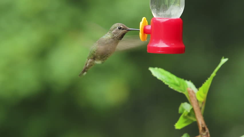 Anna's Hummingbird getting nectar from a bird feeder