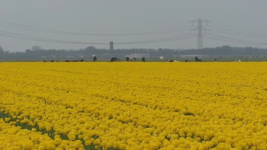 Yellow tulip field with Holstein-Friesian dairy cattle in background and urban area at horizon.