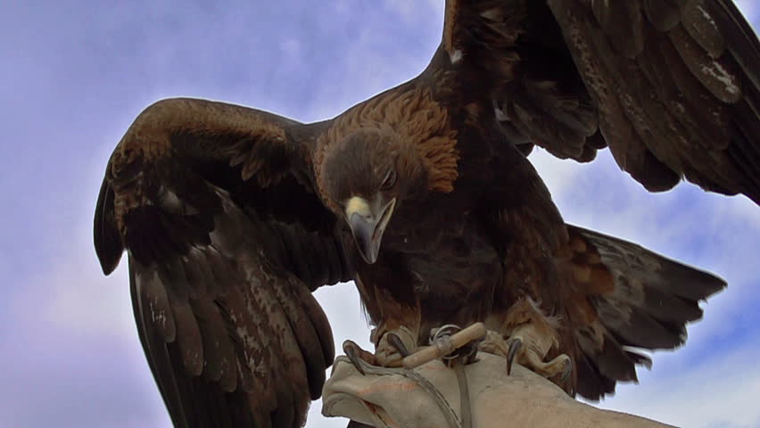 Birds of Prey. Slow Motion at a rate of 480 fps. Predatory bird raises its wings balancing on hunter's hand. 