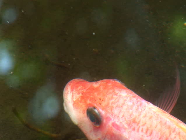 Large Carp Fish (118)
