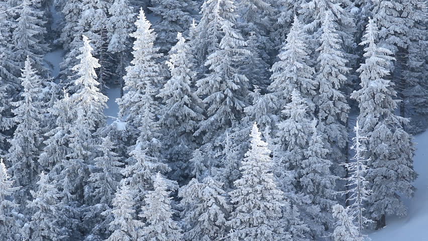Winter sunny day over the snowed trees of the mountain
