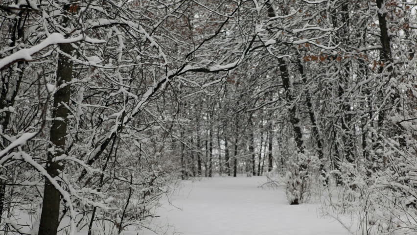 Looping Video: Clumps of snow fall from branches in a tranquil forest of oak trees, after a heavy snowfall. Slight slow motion (shot at 30fps and conformed to 24fps for a speed of 80%).