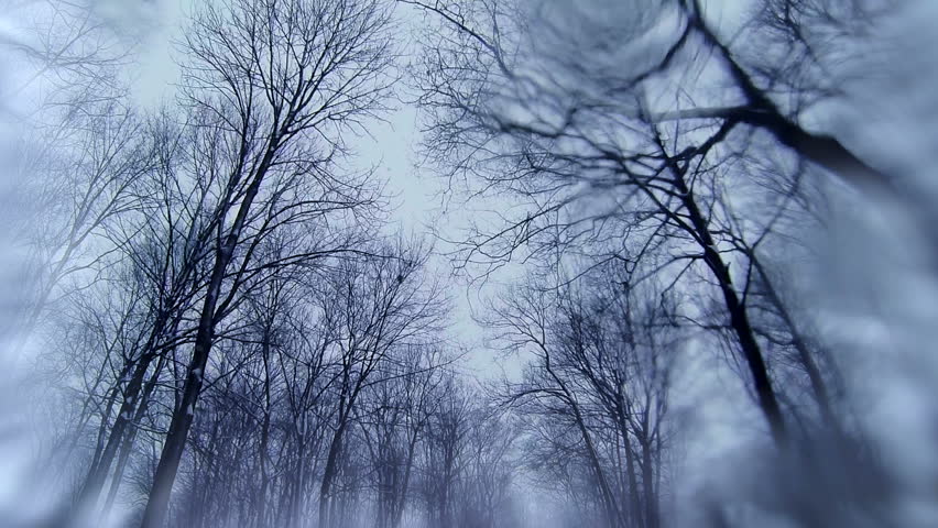 Looking up at treetops during a winter snowfall. The tracking/driving shot is stylized by a watery lens and outer blur. Shot in slow motion (60fps conformed to 24fps for 40% speed).