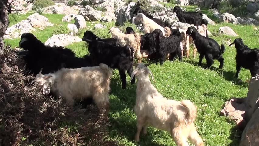 Herd of young black and white goats