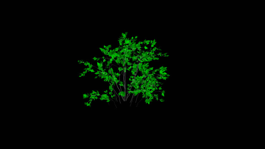 Animation bush, leaves rustling in the wind, with an alpha channel
