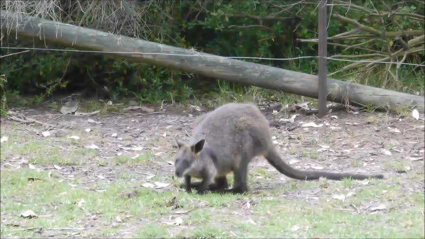 Wallabies at a National Park in New South Wales/Australia