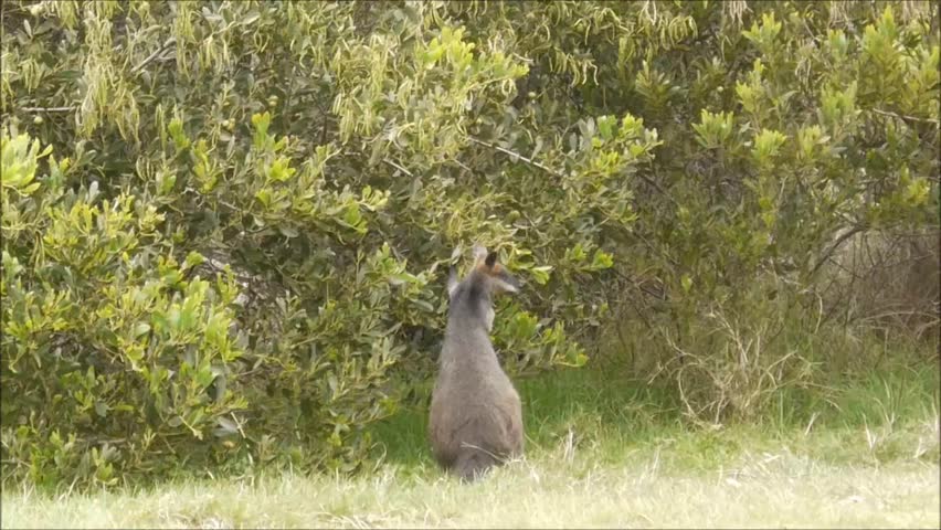 Wallabies at a National Park in New South Wales/Australia