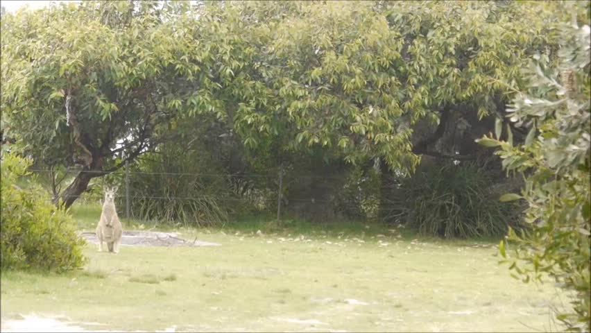 Wallabies at a National Park in New South Wales/Australia