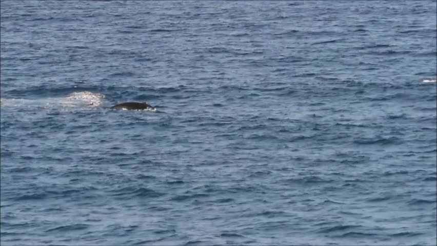 Humpback whales at Gold Coast in Queensland, Australia