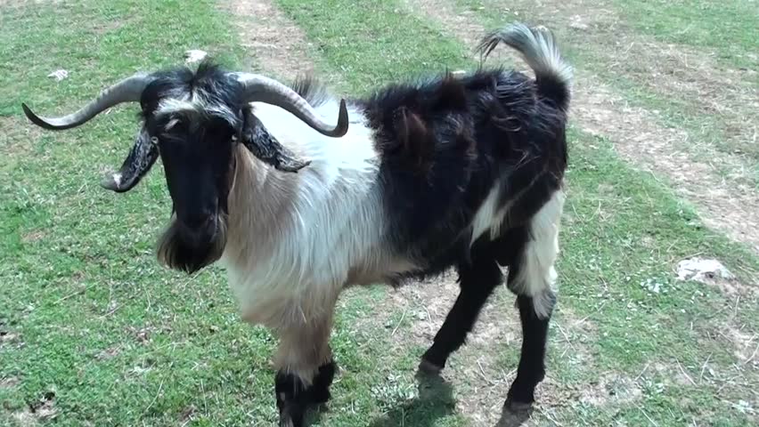 Black and white goat looks and goes