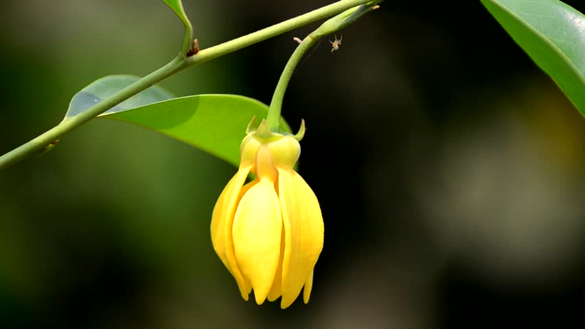 Perfume Tree (Ylang-Ylang Flower)