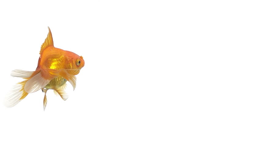 single goldfish animal isolated on white background